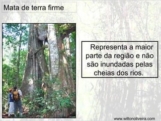 Mata de terra firme

Representa a maior
parte da região e não
são inundadas pelas
cheias dos rios.

www.wiltonoliveira.com

 