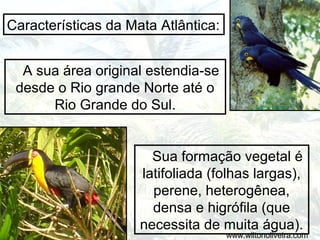 Características da Mata Atlântica:
A sua área original estendia-se
desde o Rio grande Norte até o
Rio Grande do Sul.

Sua formação vegetal é
latifoliada (folhas largas),
perene, heterogênea,
densa e higrófila (que
necessita de muita água).

www.wiltonoliveira.com

 