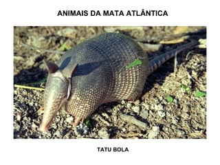 ANIMAIS DA MATA ATLÂNTICA

TATU BOLA

 