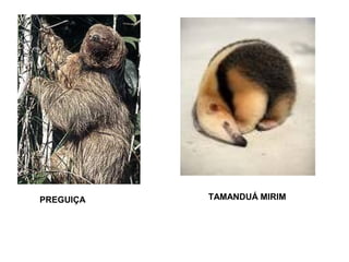 PREGUIÇA

TAMANDUÁ MIRIM

 