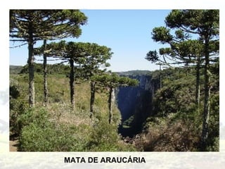 MATA DE ARAUCÁRIA

 