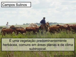 Campos Sulinos

É uma vegetação predominantemente
herbácea, comuns em áreas planas e de clima
subtropical.
www.wiltonoliveira.com

 