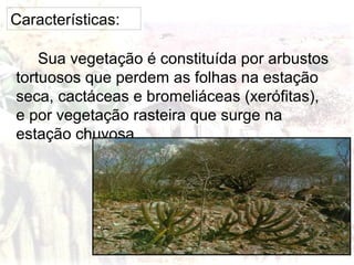 Características:
Sua vegetação é constituída por arbustos
tortuosos que perdem as folhas na estação
seca, cactáceas e bromeliáceas (xerófitas),
e por vegetação rasteira que surge na
estação chuvosa.

 