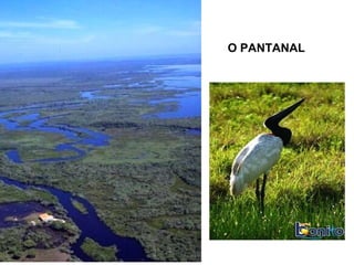 O PANTANAL

 