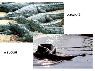 O JACARÉ

A SUCURÍ

 
