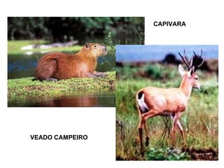 CAPIVARA

VEADO CAMPEIRO

 