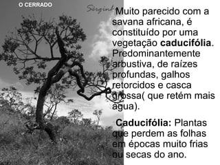O CERRADO

•Muito parecido com a
savana africana, é
constituído por uma
vegetação caducifólia.
Predominantemente
arbustiva, de raízes
profundas, galhos
retorcidos e casca
grossa( que retém mais
água).
•Caducifólia: Plantas
que perdem as folhas
em épocas muito frias
ou secas do ano.

 