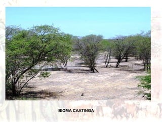 O Cerrado:
É o segundo bioma mais extenso do
Brasil, localizado nas regiões Centro-oeste,
Nordeste e Sudeste.
A região se ...