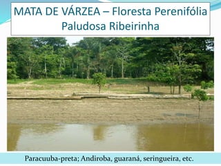 MATA DE VÁRZEA – Floresta Perenifólia 
Paludosa Ribeirinha 
Paracuuba-preta; Andiroba, guaraná, seringueira, etc. 
 