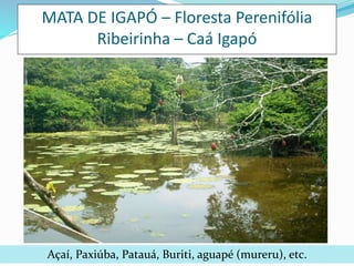 MATA DE IGAPÓ – Floresta Perenifólia 
Ribeirinha – Caá Igapó 
Açaí, Paxiúba, Patauá, Buriti, aguapé (mureru), etc. 
 
