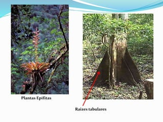 Plantas Epífitas 
Raizes tabulares 
 