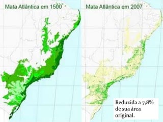 Reduzida a 7,8% 
de sua área 
original. 
 