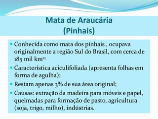 Mata de Araucária 
(Pinhais) 
 Conhecida como mata dos pinhais , ocupava 
originalmente a região Sul do Brasil, com cerca de 
185 mil km2; 
 Característica aciculifoliada (apresenta folhas em 
forma de agulha); 
 Restam apenas 3% de sua área original; 
 Causas: extração da madeira para móveis e papel, 
queimadas para formação de pasto, agricultura 
(soja, trigo, milho), indústrias. 
 