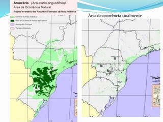 Área de ocorrência atualmente 
 