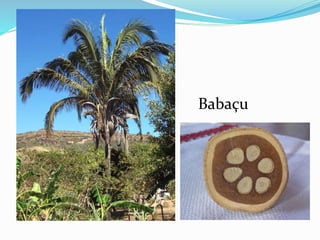 Babaçu 
 
