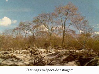 Caatinga em época de estiagem 
 