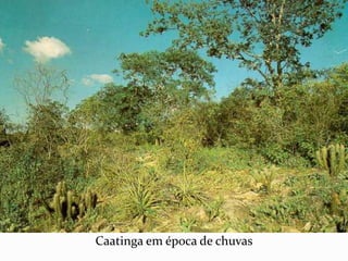 Caatinga em época de chuvas 
 