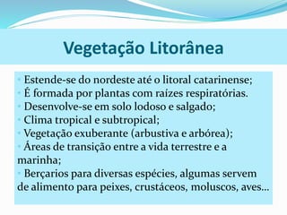Vegetação Litorânea 
• Estende-se do nordeste até o litoral catarinense; 
• É formada por plantas com raízes respiratórias. 
• Desenvolve-se em solo lodoso e salgado; 
• Clima tropical e subtropical; 
• Vegetação exuberante (arbustiva e arbórea); 
• Áreas de transição entre a vida terrestre e a 
marinha; 
• Berçarios para diversas espécies, algumas servem 
de alimento para peixes, crustáceos, moluscos, aves… 
 