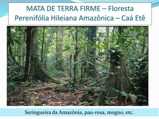 MATA DE TERRA FIRME – Floresta 
Perenifólia Hileiana Amazônica – Caá Etê 
Seringueira da Amazônia, pau-rosa, mogno, etc. 
 
