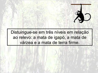 Distuingue-se em três níveis em relação
ao relevo: a mata de igapó, a mata de
várzea e a mata de terra firme.
 