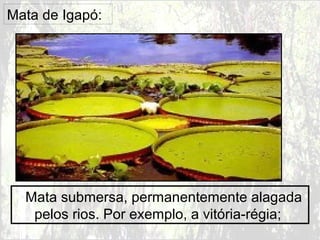 Mata de Igapó:
Mata submersa, permanentemente alagada
pelos rios. Por exemplo, a vitória-régia;
 