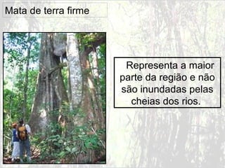 Mata de terra firme
Representa a maior
parte da região e não
são inundadas pelas
cheias dos rios.
 