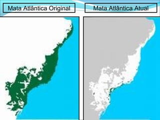 Mata Atlântica Original Mata Atlântica Atual
 
