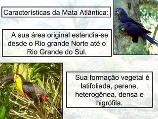 A sua área original estendia-se
desde o Rio grande Norte até o
Rio Grande do Sul.
Características da Mata Atlântica:
Sua formação vegetal é
latifoliada, perene,
heterogênea, densa e
higrófila.
 