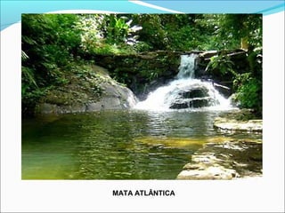 MATA ATLÂNTICA
 