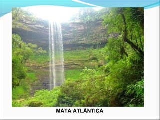 MATA ATLÂNTICA
 