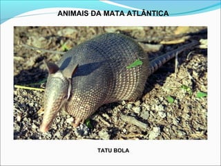 ANIMAIS DA MATA ATLÂNTICA
TATU BOLA
 