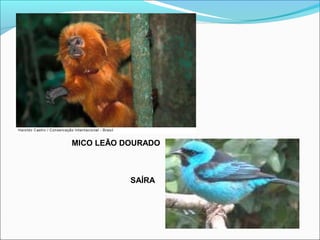 MICO LEÃO DOURADO
SAÍRA
 