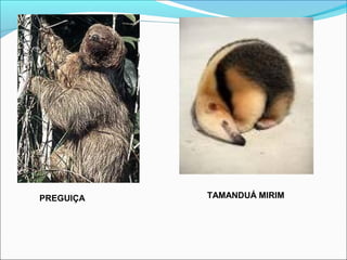 PREGUIÇA TAMANDUÁ MIRIM
 