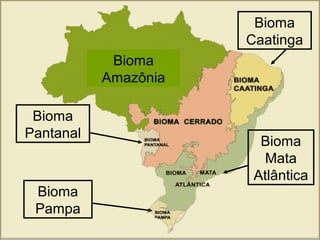 Bioma
Pampa
Bioma
Pantanal
Bioma
Caatinga
Bioma
Mata
Atlântica
Bioma
Amazônia
 
