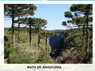 MATA DE ARAUCÁRIA
 