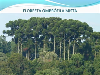 FLORESTA OMBRÓFILA MISTA
 