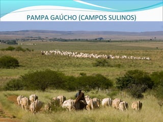PAMPA GAÚCHO (CAMPOS SULINOS)
 