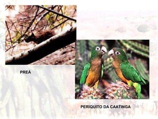 Características:
A sua formação vegetal está associado ao
clima tropical continental. Sua forma está
apresentada por árvores de pequeno porte
com galhos retorcidos e também vegetação
rasteira.
www.wiltonoliveira.com
PREÁ
PERIQUITO DA CAATINGA
 