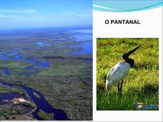 O PANTANAL
 