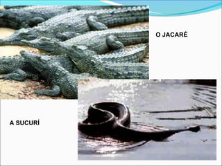 O JACARÉ
A SUCURÍ
 