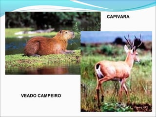 CAPIVARA
VEADO CAMPEIRO
 