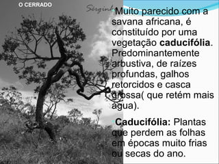 •Muito parecido com a
savana africana, é
constituído por uma
vegetação caducifólia.
Predominantemente
arbustiva, de raízes
profundas, galhos
retorcidos e casca
grossa( que retém mais
água).
•Caducifólia: Plantas
que perdem as folhas
em épocas muito frias
ou secas do ano.
O CERRADO
 