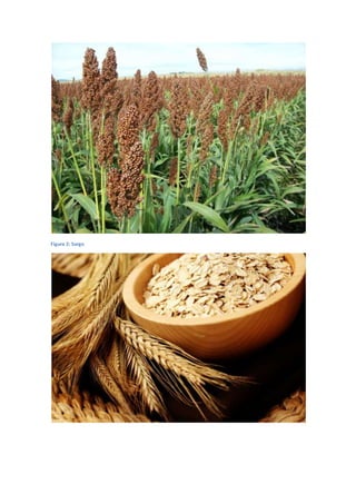 Figura 2: Sorgo
 
