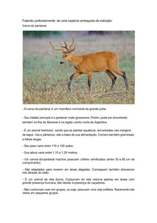 Falando profundamente de uma espécie ameaçada de extinção:
Cervo do pantanal:
- O cervo-do-pantanal é um mamífero ruminante de grande porte.
- Seu habitat principal é o pantanal mato-grossense. Porém, pode ser encontrado
também na ilha do Bananal e na região centro-norte da Argentina.
- É um animal herbívoro, sendo que as plantas aquáticas, encontradas nas margens
de lagos, rios e pântanos, são a base de sua alimentação. Comem também gramíneas
e folhas largas.
- Seu peso varia entre 110 e 120 quilos.
- Sua altura varia entre 1,15 e 1,25 metros.
- Os cervos-do-pantanal machos possuem chifres ramificados (entre 30 e 60 cm de
comprimento).
- São adaptados para viverem em áreas alagadas. Conseguem também atravessar
rios através do nado.
- É um animal de vida diurna. Costumam ter vida noturna apenas em áreas com
grande presença humana, fato devido à presença de caçadores.
- Não costumam viver em grupos, ou seja, possuem uma vida solitária. Raramente são
vistos em pequenos grupos.
 