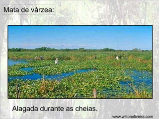 Mata de várzea:
Alagada durante as cheias.
www.wiltonoliveira.com
 