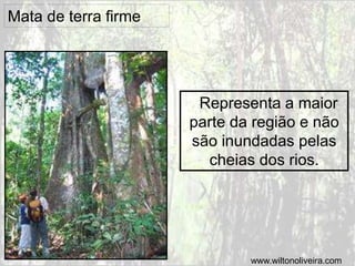 Mata de terra firme
Representa a maior
parte da região e não
são inundadas pelas
cheias dos rios.
www.wiltonoliveira.com
 