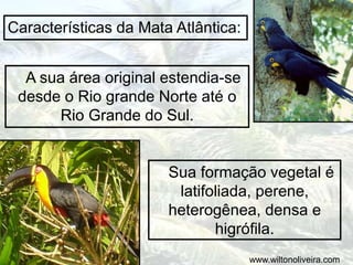 A sua área original estendia-se
desde o Rio grande Norte até o
Rio Grande do Sul.
Características da Mata Atlântica:
Sua formação vegetal é
latifoliada, perene,
heterogênea, densa e
higrófila.
www.wiltonoliveira.com
 