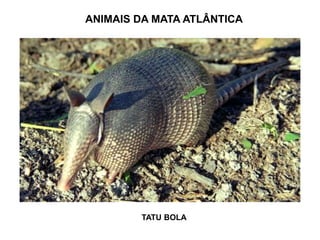 ANIMAIS DA MATA ATLÂNTICA
TATU BOLA
 