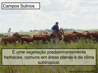 Campos Sulinos
É uma vegetação predominantemente
herbácea, comuns em áreas planas e de clima
subtropical.
www.wiltonoliveira.com
 