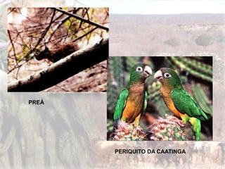 Características:
A sua formação vegetal está associado ao
clima tropical continental. Sua forma está
apresentada por árvores de pequeno porte
com galhos retorcidos e também vegetação
rasteira.
www.wiltonoliveira.com
PREÁ
PERIQUITO DA CAATINGA
 